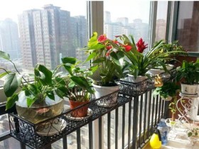 净化空气的室内盆栽-五种净化空气绿植推荐