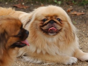 京巴犬简介，京巴犬价格，京巴犬的寿命，京巴犬的特征特点