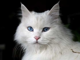 梦见白色的猫是什么预兆_梦见白色的猫什么意思_梦见白色的猫是好是坏