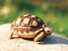 苏卡达陆龟如何饲养