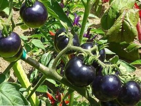 黑番茄是什么_如何种植黑番茄