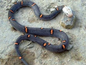 喜玛拉雅白头蛇简介_喜玛拉雅白头蛇价格_喜玛拉雅白头蛇的寿命_喜玛拉雅白头蛇的特征特点