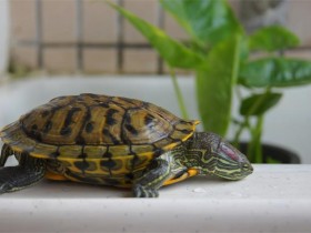 巴西红耳龟简介_巴西红耳龟价格_巴西红耳龟的寿命_巴西红耳龟的特征特点