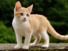 土耳其梵猫简介_土耳其梵猫价格_土耳其梵猫的寿命_土耳其梵猫的特征特点