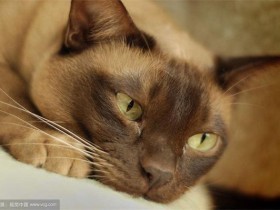 欧洲缅甸猫简介_欧洲缅甸猫价格_欧洲缅甸猫的寿命_欧洲缅甸猫的特征特点
