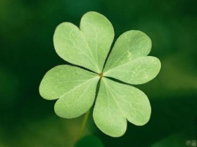 【幸运草】幸运草的种植方法，幸运草叶子代表的意义