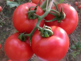 盆栽西红柿的种植方法_西红柿的养殖注意事项