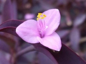 紫鸭跖草花语