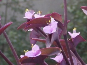 如何快速繁殖紫叶鸭跖草