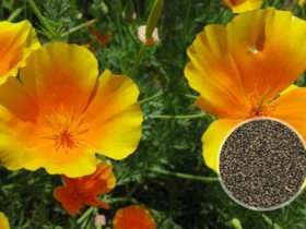 花菱草种子播种的方法-花菱草的四季养护技巧