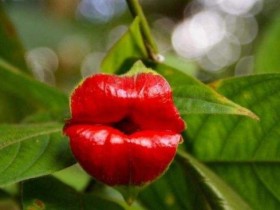 嘴唇花是什么？