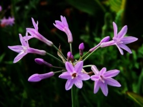 紫娇花的栽培方法