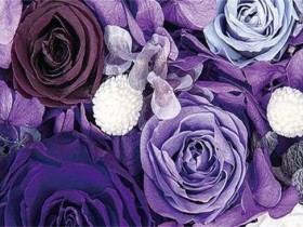 16朵紫玫瑰的寓意