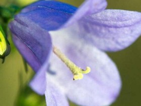 蓝铃花的花语及象征意义