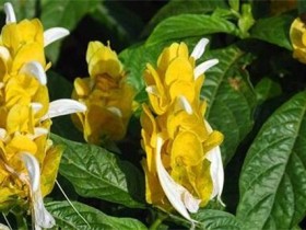 金苞花的养殖方法和注意事项