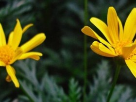 黄金菊的养殖方法和注意事项