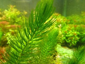 金鱼藻的养殖方法及注意事项
