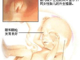 怀孕5个月胎儿b超图