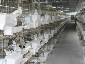 鸽子养殖-鸽子的养殖前景及市场行情