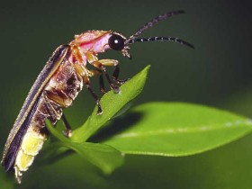 萤火虫吃什么-萤火虫吃什么食物以及它的生活习性