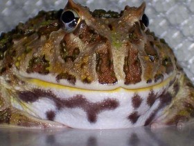 角蛙吃什么-角蛙的喂养方法